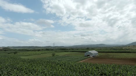 Antenne-Nach-Vorne-über-Tabakplantage-In-Der-Dominikanischen-Republik