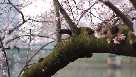 Panning-video-of-somei-yoshino-cherry-blossom-tree-onto-a-river