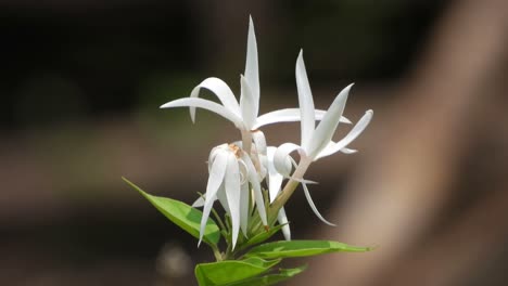 Beautiful-white-flower-.-