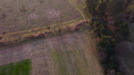 Aerial-wide-shot-of-a-farm-field-in-the-early-morning-in-spring-with-a-farmer-walking