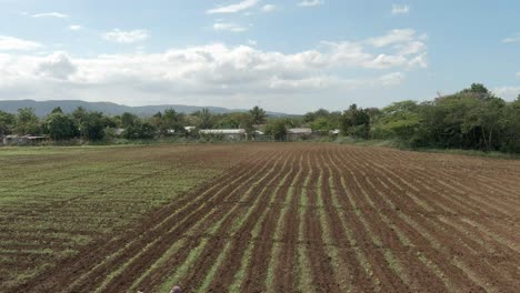 Agricultor-Trabajando-En-Plantaciones-De-Tabaco,-Republica-Dominicana