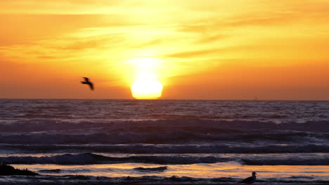 Ein-Goldener-Sonnenuntergang-Am-Horizont-Des-Ozeans,-Wie-Von-Einem-Strand-Mit-Möwen-In-Der-Silhouette-Gesehen