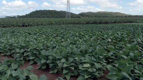 Drone-flying-over-tobacco-field