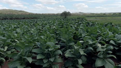 Tobacco-plants-moved-by-wind