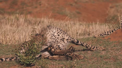Cheetah-lying-in-african-savannah-and-licking-its-fur-clean