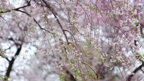 Panning-close-up-of-Shidare-zakura-in-full-bloom-with-some-green-leaves