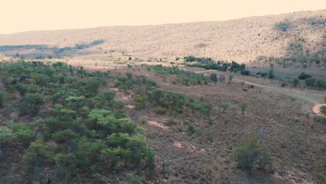 Woodland-valley-with-acacia-trees-and-dirt-road-in-South-Africa,-drone