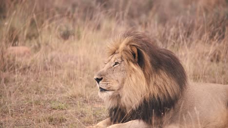 Lion-with-dark-mane-lying-in-african-savannah-grass,-profile-shot