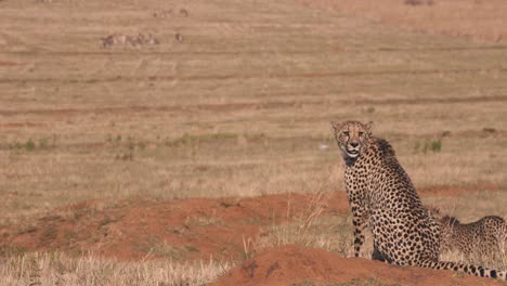 Two-cheetahs-in-african-savannah-watching-zebra-herd-in-distance