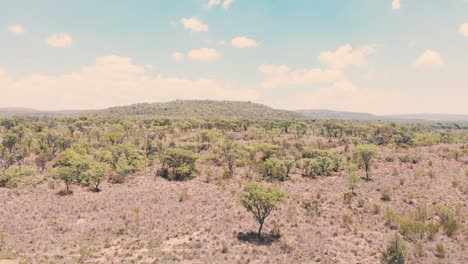 Acacia-trees-in-dry-african-savannah-landscape,-panoramic-drone-shot