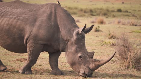 White-rhinoceros-grazing-in-african-savannah-with-oxpecker-on-his-back