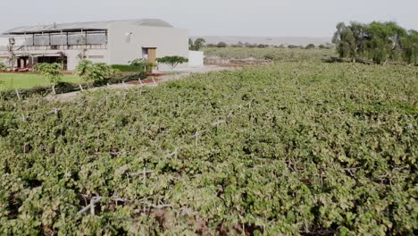 Winery-with-vineyard-travel-forward-towards-buidling-in-ica,-Peru---Drone-UHD