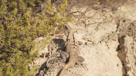 Mexico's-Native-Lizard---Black-Spiny-tailed-Iguana-On-Arid-Rocks