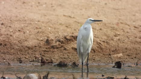 beautiful-Little-egret-in-pond--area-.2