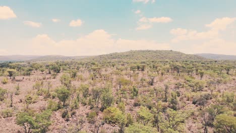 Panorama-of-trees-and-shrubs-in-african-woodland-landscape,-drone-shot