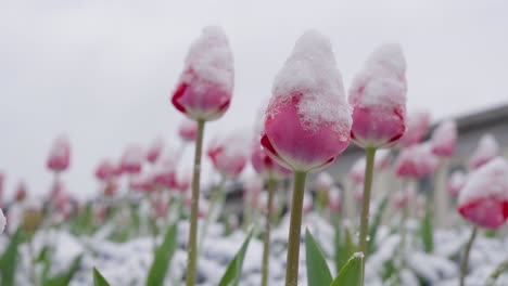 Rosa-Tulpenknospen-Sind-Im-Winter-Mit-Schnee-Bedeckt