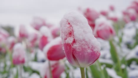 Nahaufnahme-Einer-Einzelnen-Rosa-Und-Weißen-Tulpe-Mit-Geschlossenen-Knospen,-Die-Von-Frischem-Frost-Und-Schnee-Bedeckt-Ist