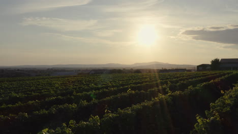 Golden-sunlight-bathes-a-fertile-field-of-grapevines-used-in-the-production-of-wine,-slow-aerial