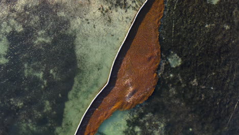 Rusty-brown-seaweed-on-sea-held-by-floating-sea-barrier,-overhead
