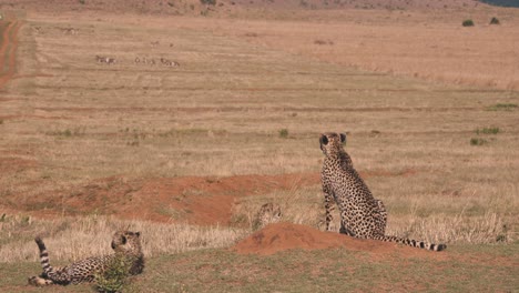 Two-cheetahs-in-african-savannah-observing-zebra-herd-in-distance