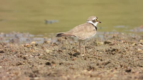 Beautiful-Little-ringed-plover-bird-in-lake-