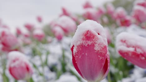 Montón-De-Tulipanes-Rosados-Congelados-Cubiertos-De-Escarcha-Balanceándose-Con-El-Viento---Primer-Plano-Extremo