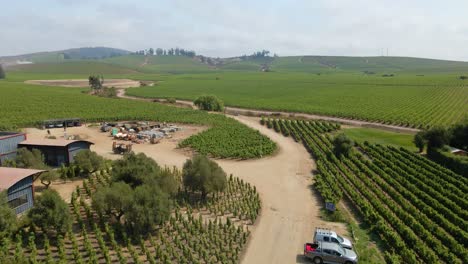 Aerial-view-dolly-in-the-fields-of-the-Undurraga-Vineyard-in-the-Leyda-Valley,-Chile