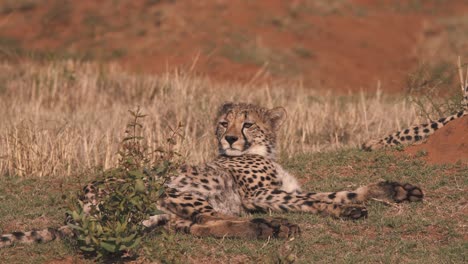 Cheetah-lying-in-african-savannah,-licking-its-lips-and-looking-around