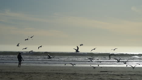 A-young-woman-walks-along-the-beach-sending-flocks-of-seagulls-to-the-sky---silhouette-in-slow-motion
