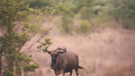 Common-wildebeest-charging-into-rest-of-herd-in-african-savannah