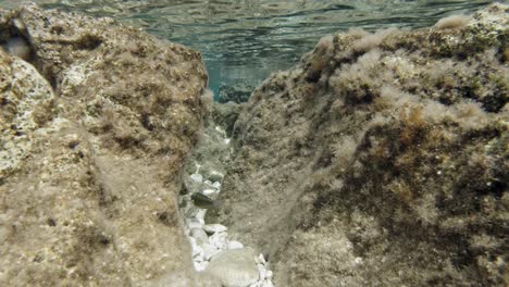 Sand-Steenbras-Fishes-In-Stony-Paralia-Emplisi-Beach,-Greece--Underwater