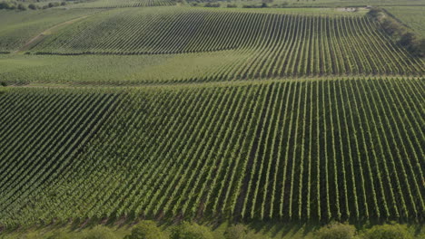 Pan-up-and-reveal-long-horizontal-rows-of-green-vineyards-under-a-hazy-golden-sky,-aerial