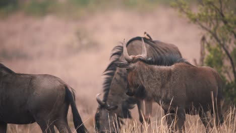 Horned-common-wildebeests-grazing-in-windy-african-savannah