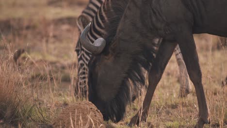 Wildebeest-and-plains-zebra-graze-together-in-savannah,-close-up