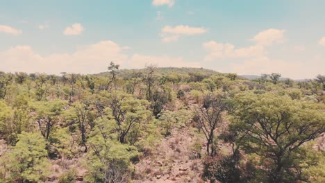 Dry-acacia-woodland-in-african-savannah,-dynamic-drone-shot