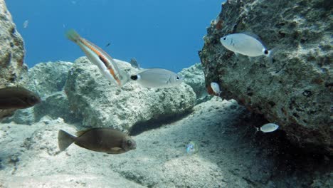 Tropische-Rifffische,-Die-Unter-Dem-Tiefblauen-Meer-Mit-Felsen-Schwimmen