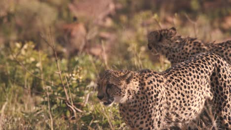 Two-cheetahs-prowling-african-savannah-bushland,-looking-for-prey