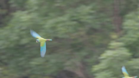 Schnelle-Verfolgung-Von-Zwei-Blauköpfigen-Aras,-Die-Im-Tambopata-Nationalreservat-Fliegen
