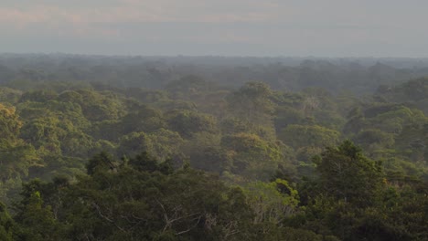 sunlit-treetops-of-a-tropical-rainforest-as-seen-from-a-birds-eye-view-during-sunset,-panning-shot