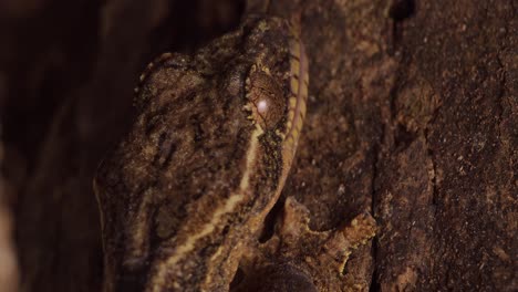 Nahaufnahme-Eines-Gegen-Holz-Getarnten-Geckos,-Der-Seinen-Augapfel-Sauber-Leckt
