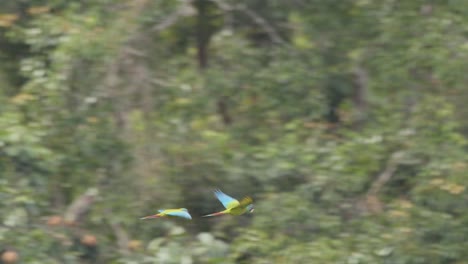 Pair-of-Blue-Headed-Macaws-fly-in-unison-through-Tambopata-National-Reserve,-Peru