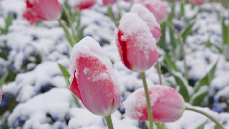 Pink-tulip-flowers-under-the-snow-in-late-spring-snowfall