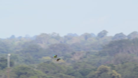 Zwei-Kastanienbraune-Aras-Fliegen-über-Dem-Tambopata-Nationalreservat-In-Die-Ferne