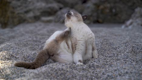 Cute-cat-cleaning-its-fur-on-beach-with-rocks-in-background