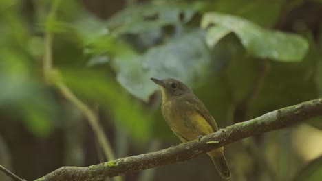 Alert-yellow-Flycatcher-on-branch-examines-surroundings