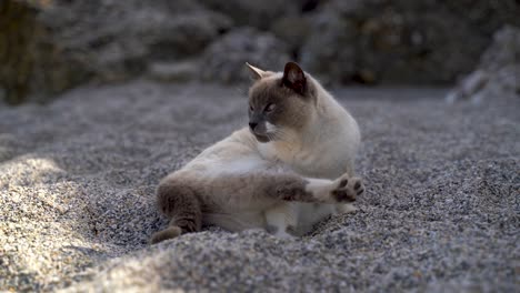 Curious-and-playful-cat-cleaning-itself-on-beach,-sitting-in-sand