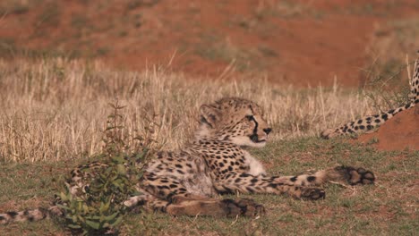 Cheetah-lying-in-african-savannah-heat,-lazily-licking-its-lips