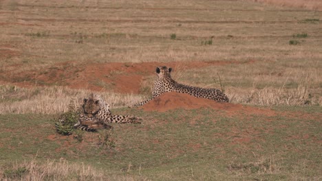 Two-cheetahs-lying-in-african-savannah,-one-licking-its-fur-clean