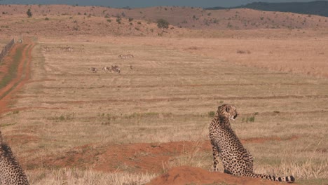 Cheetahs-looking-around-in-african-savannah,-zebra-herd-in-distance