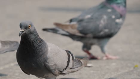 Common-Rock-Pigeons-Walking-In-The-City-On-A-Sunny-Day